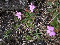 Contrada_Cassone - 20110327 010.jpg